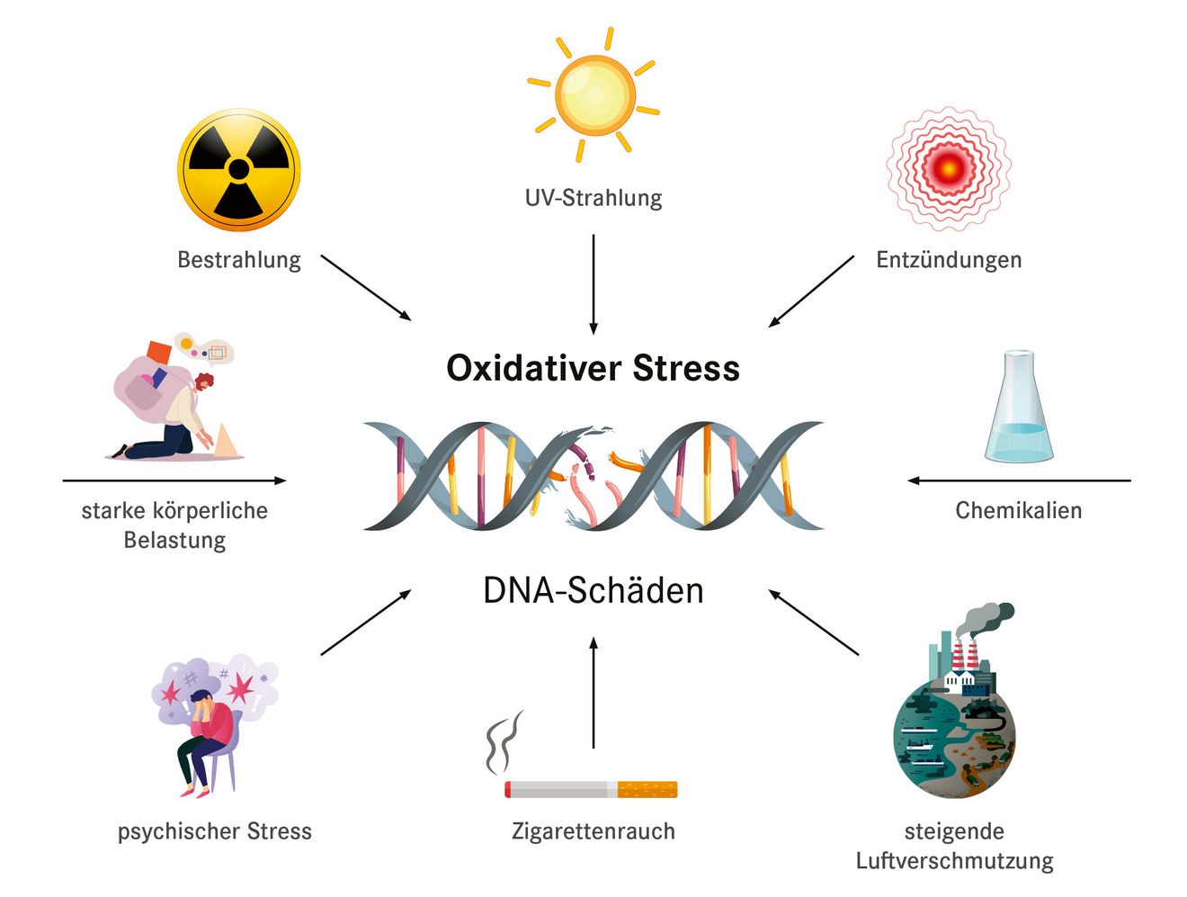 Oxidativer Stress DNA Schäden 