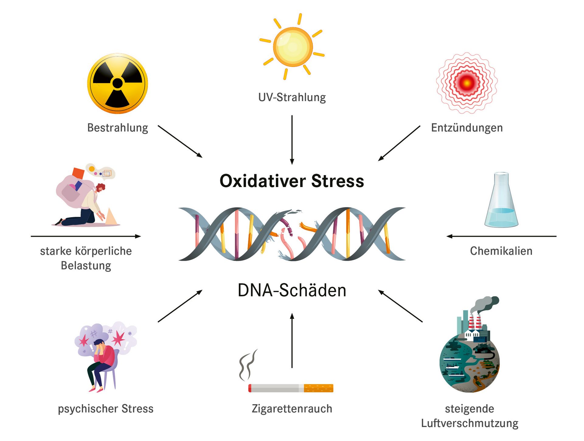 Oxidativer Stress DNA Schäden z.B. durch UV-Strahlung, Rauchen, Bestrahlung, etc.