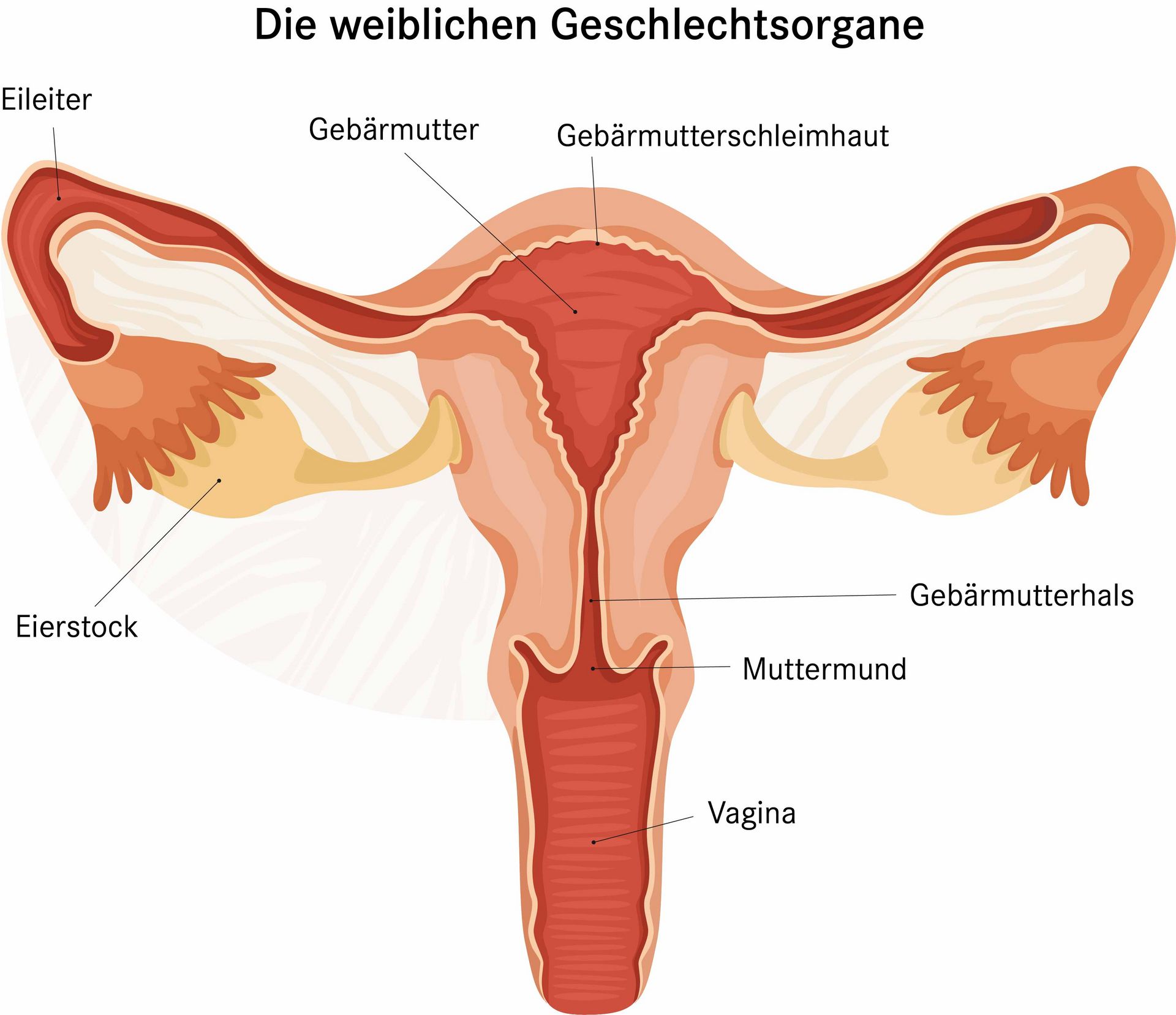 Weibliche Geschlechtsorgane Anatomie