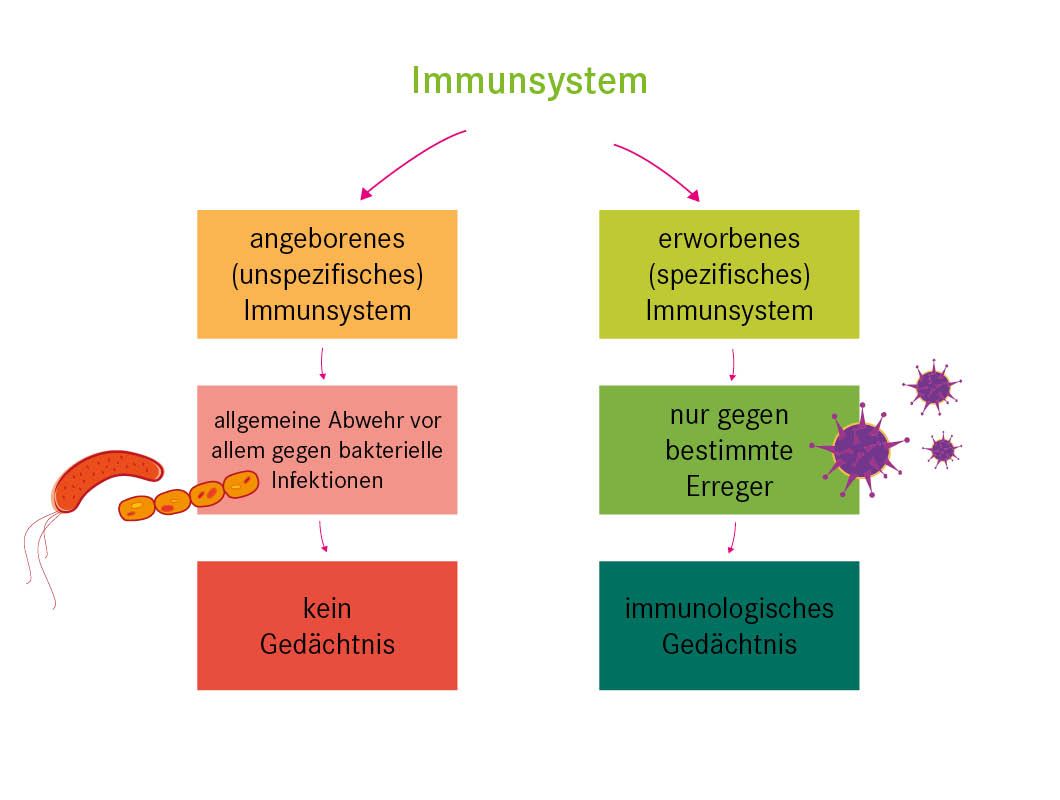 Das angeborene Immunsystem: die unspezifische Immunabwehr