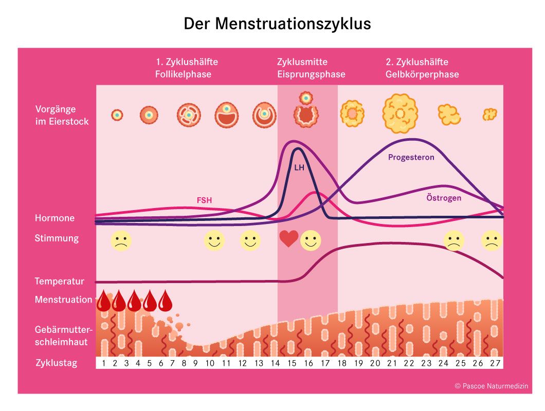 Phasen des Menstruationszyklus