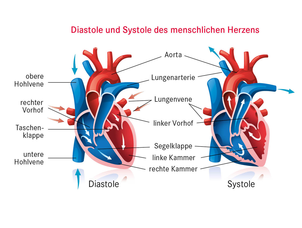 Diastole und Systole des menschlichen Herzens