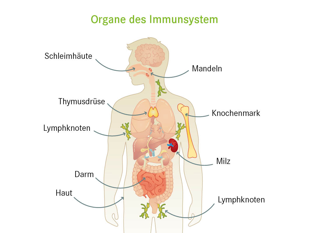 Organes des Immunsystems