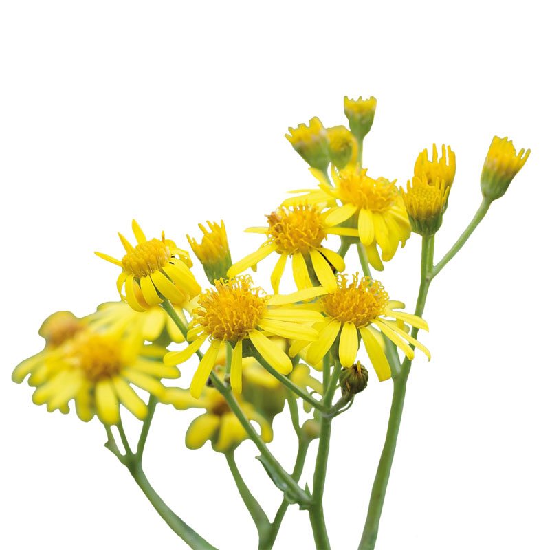 Goldenes Kreuzkraut ( Senecio aureus) - Wirkstoffe Pascoe Naturmedizin